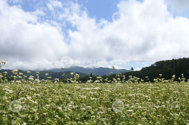 信濃町のひすいそば（圃場）