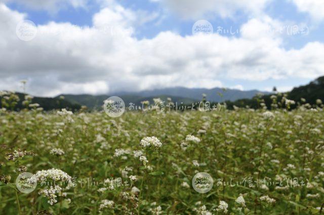 信濃町のひすいそば（圃場）