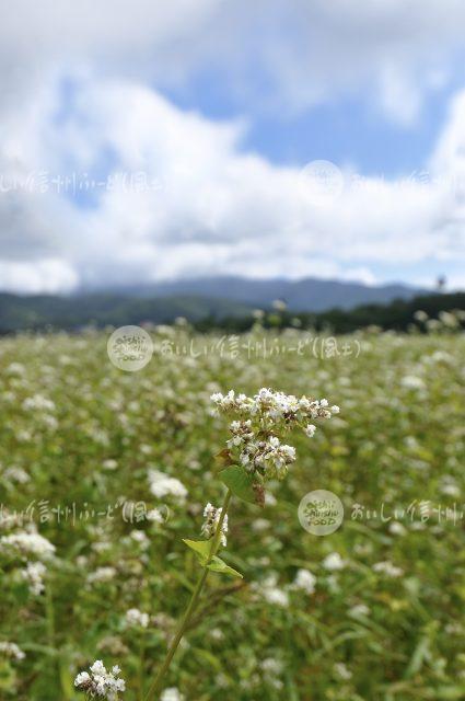 信濃町のひすいそば（圃場）