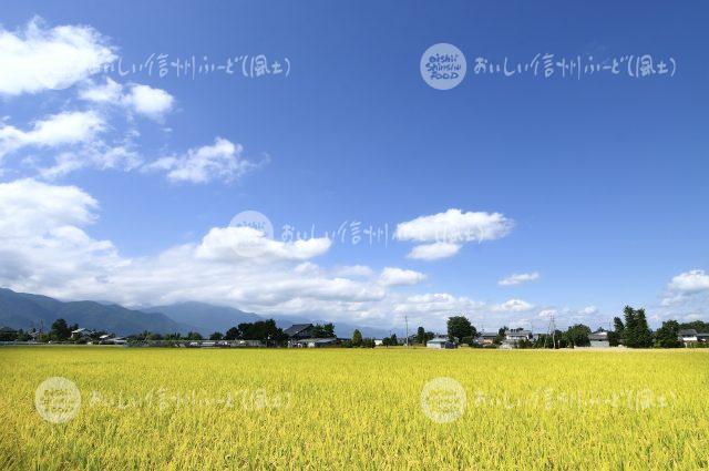 風さやか（圃場：安曇野市）