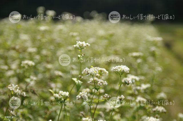 ひすいそばの花（圃場：信濃町）