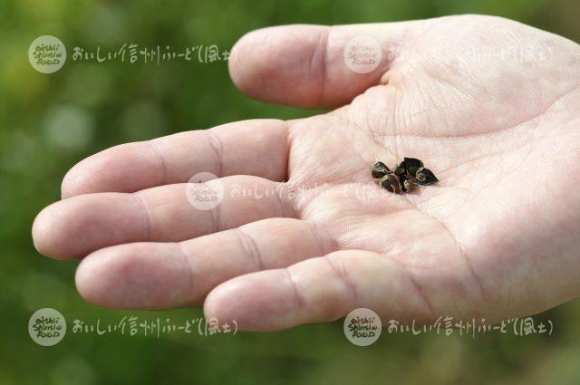 ひすいそばの実（圃場：信濃町）