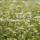 ひすいそばの花（圃場：信濃町）