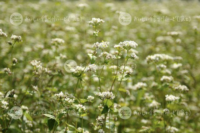 ひすいそばの花（圃場：信濃町）