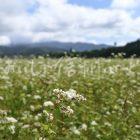 信濃町のひすいそば（圃場）