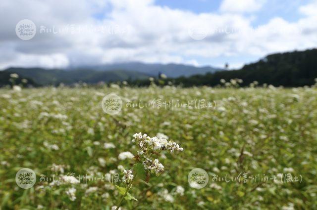 信濃町のひすいそば（圃場）