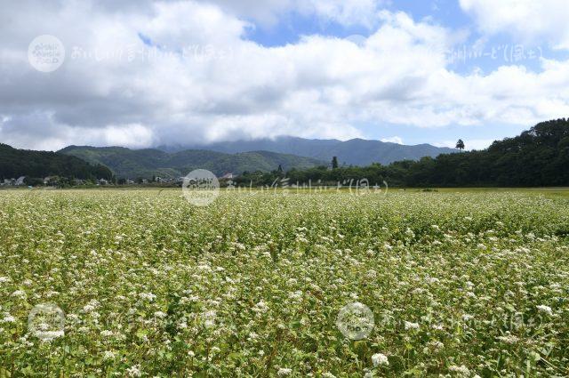 信濃町のひすいそば（圃場）