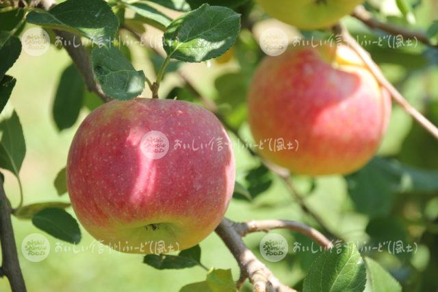 りんご【シナノリップ】（複数）