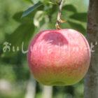 りんご【シナノリップ】（単体）
