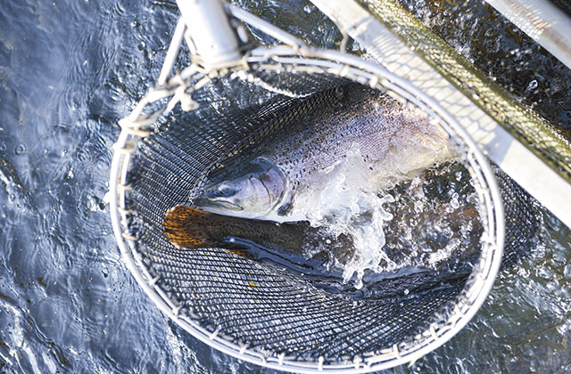 信州サーモンにかかわる人たち おいしい信州ふーどネット