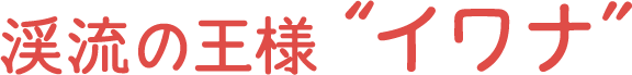 渓流の王様 イワナ