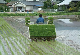 田植機の普及に貢献した稚苗の箱育苗技術