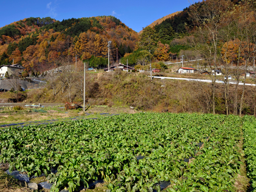 細島蕪