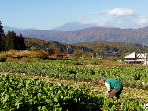 野沢菜