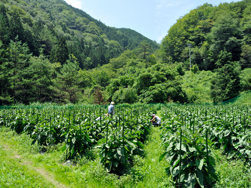 鈴ヶ沢なす