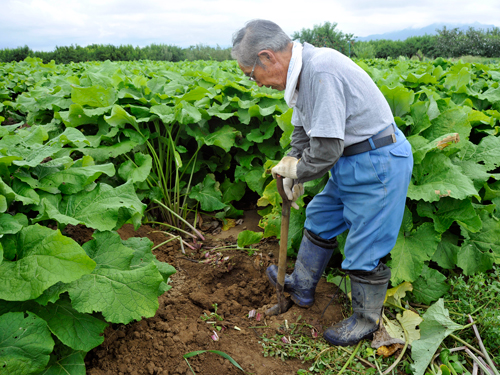 村山早生牛蒡