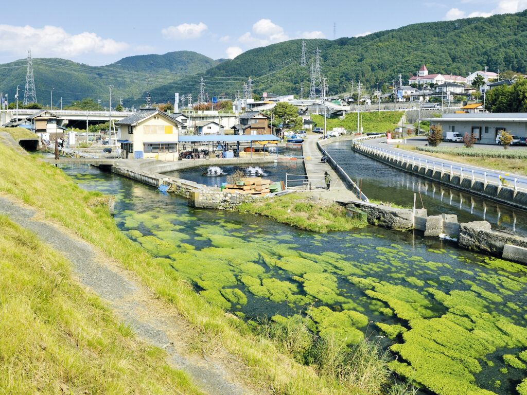 信州サーモン