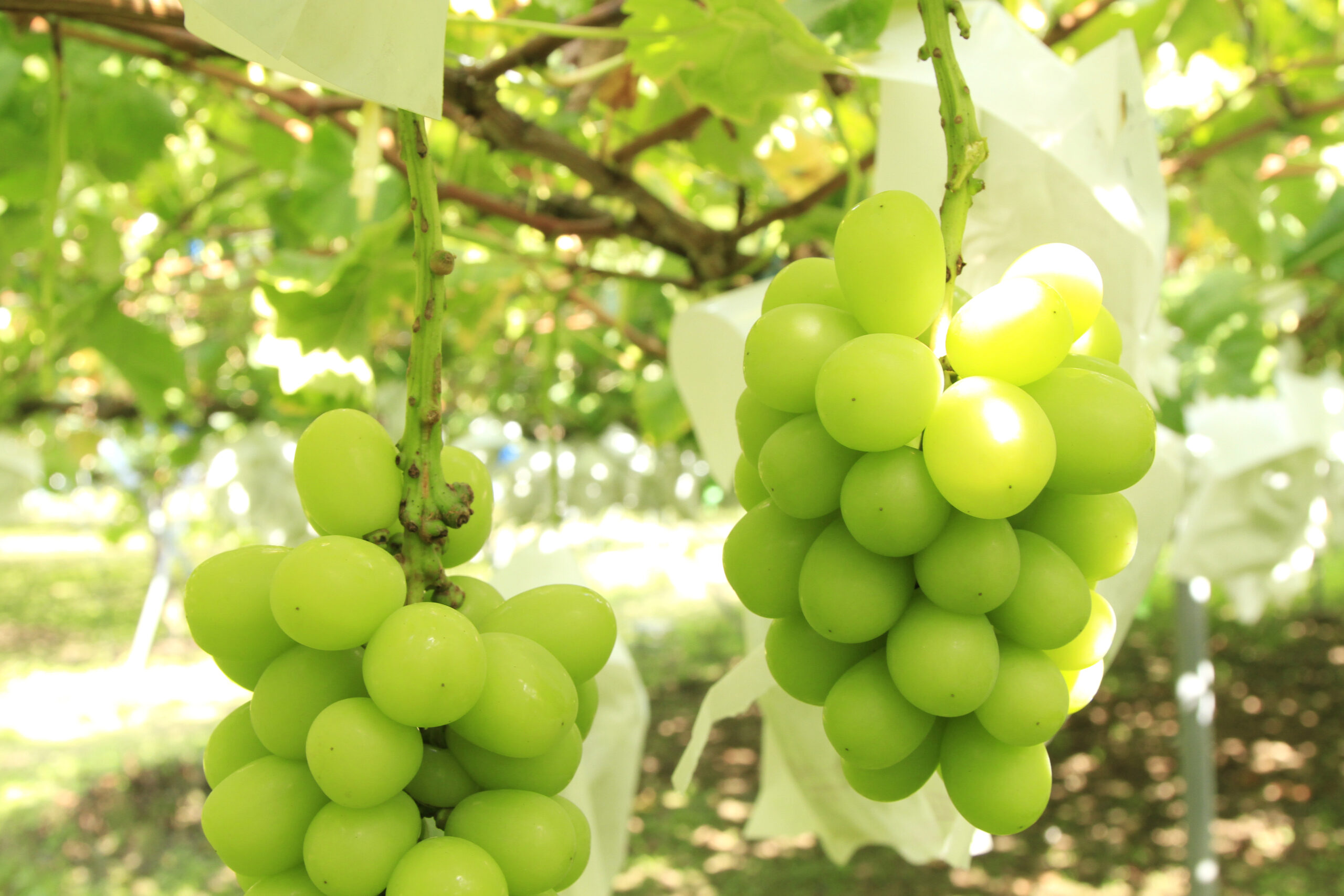 皮ごとパクパク新感覚ぶどう「シャインマスカット」の出荷が始まります！ ｜ おいしい信州ふーどネット