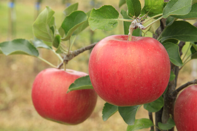 りんごの売れ筋NO.1　りんご「シナノスイート」の出荷が始まりました！