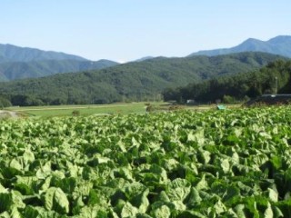 御嶽はくさいの出荷が始まっています。