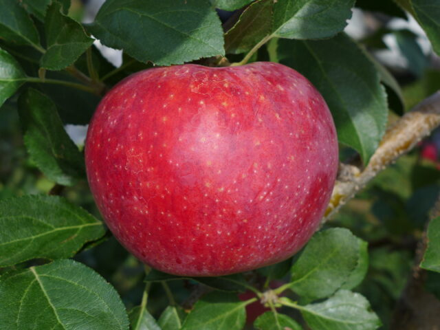 信州のおいしい夏りんご「シナノリップ」販売開始のお知らせ♪