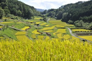 3707よこねの田んぼ（稲穂）