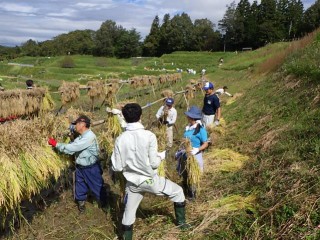 稲架（はざ）掛け