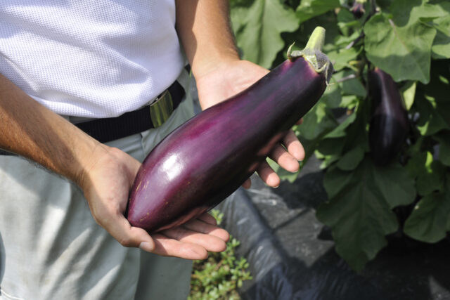 信州の伝統野菜レシピブックもうご覧になりましたか♪