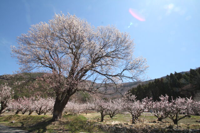 今年も満開に咲きました♪