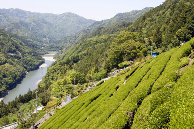 信州産のお茶「中井侍11軒のお茶」