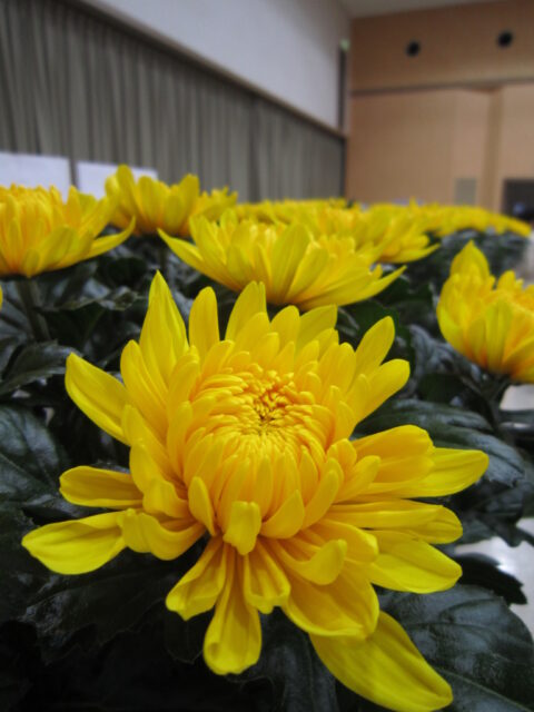 信州は花の生産も盛んです！
