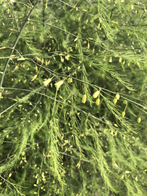 旬のアスパラガスを食べよう♪番外編　～アスパラガスのお花～