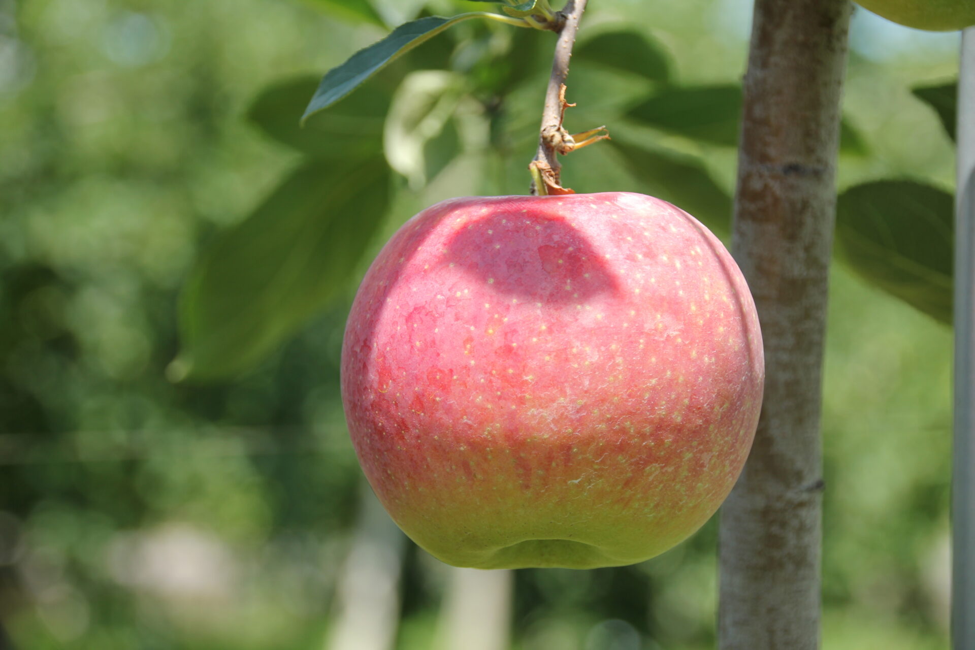 夏に出会える爽やかりんご！「シナノリップ」の魅力 ｜ おいしい信州ふ
