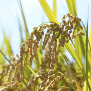 長野県のお米について♪